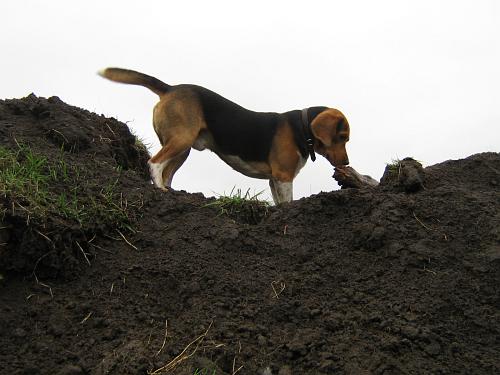 beagle ruediger