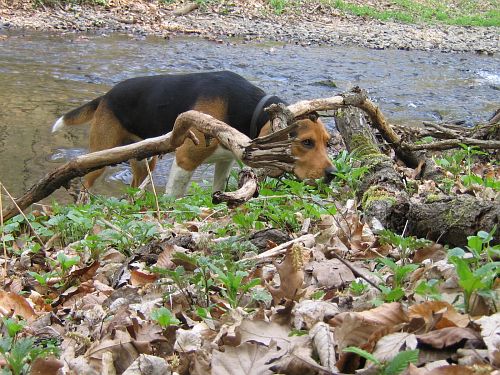 freitagshundebild von beagle rüdiger