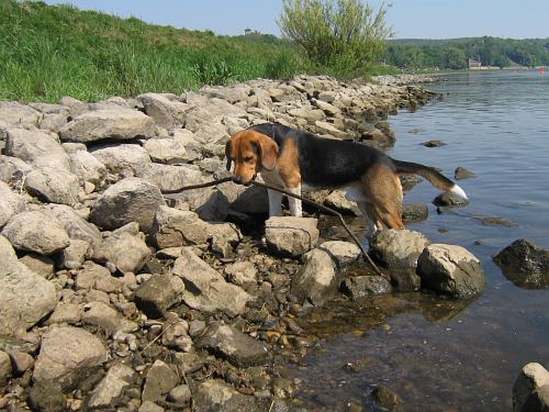 hund an der elbe