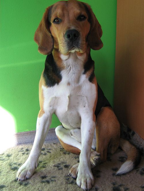 hund hat beine übereinander geschlagen