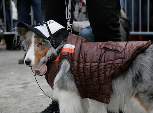 Hipster Dog