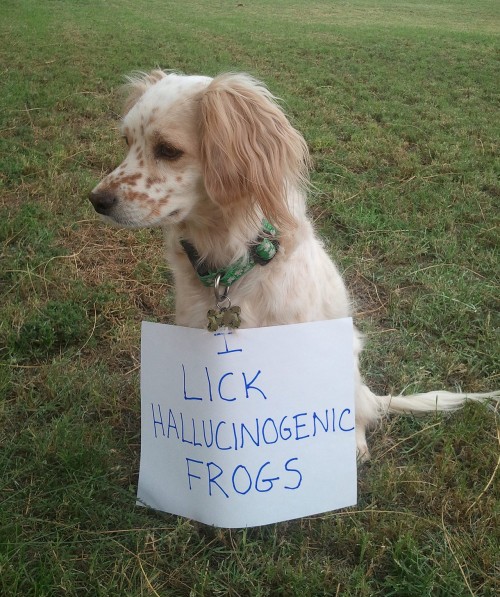 I lick hallucinogenic frogs