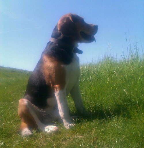 Beagle